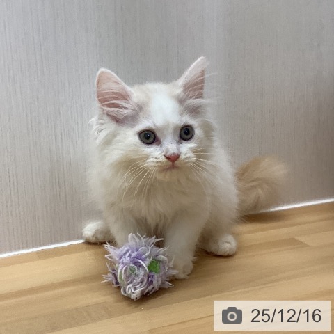 スコティッシュフォールドの写真