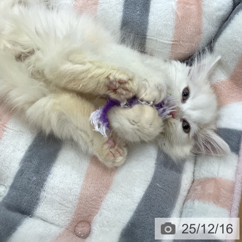 石川県のスコティッシュフォールド (ペットプラス 新小松店/2025年10月3日生まれ/男の子/クリームタビーホワイト)の子猫の4枚目の画像