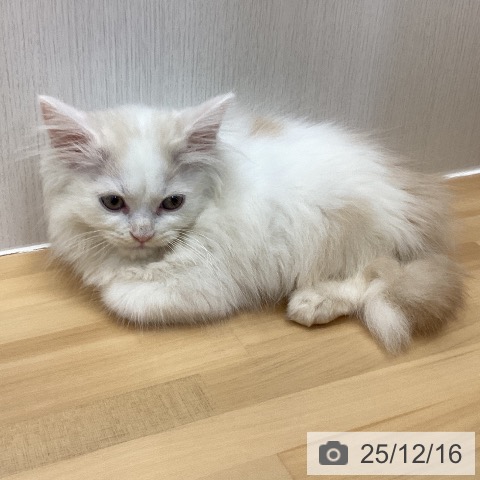 石川県のスコティッシュフォールド (ペットプラス 新小松店/2025年10月3日生まれ/男の子/クリームタビーホワイト)の子猫の3枚目の画像