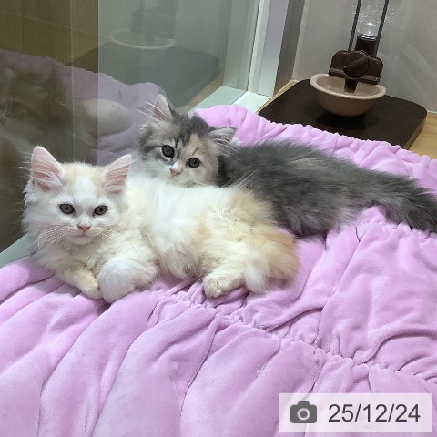 石川県のスコティッシュフォールド (ペットプラス 新小松店/2025年10月3日生まれ/男の子/クリームタビーホワイト)の子猫の3枚目の画像