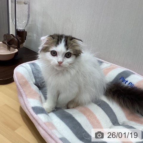 石川県のスコティッシュフォールド (ペットプラス 新小松店/2025年10月3日生まれ/男の子/ブラウンタビーホワイト)の子猫の4枚目の画像