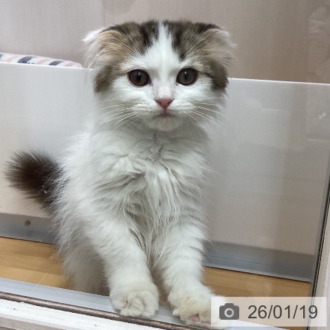 石川県のスコティッシュフォールド (ペットプラス 新小松店/2025年10月3日生まれ/男の子/ブラウンタビーホワイト)の子猫の3枚目の画像