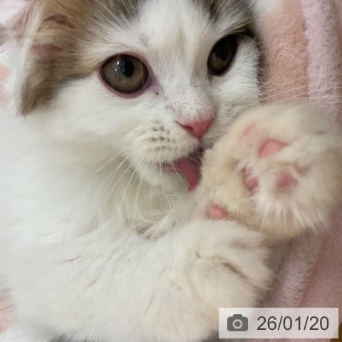 石川県のスコティッシュフォールド (ペットプラス 新小松店/2025年10月3日生まれ/男の子/ブラウンタビーホワイト)の子猫の4枚目の画像