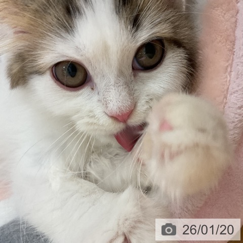 石川県のスコティッシュフォールド (ペットプラス 新小松店/2025年10月3日生まれ/男の子/ブラウンタビーホワイト)の子猫の3枚目の画像