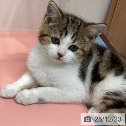 長崎県のスコティッシュフォールド (ペットプラス 長崎店/2025年10月15日生まれ/男の子/ブラウンタビーホワイト)の子猫の4枚目の画像