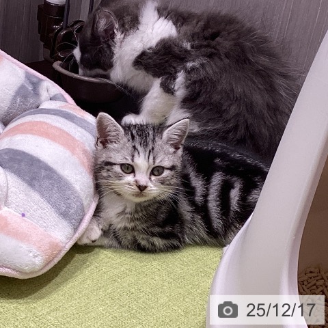 福岡県のスコティッシュフォールド (ペットプラス MARK IS 福岡ももち店/2025年10月15日生まれ/男の子/シルバータビーホワイト)の子猫の4枚目の画像