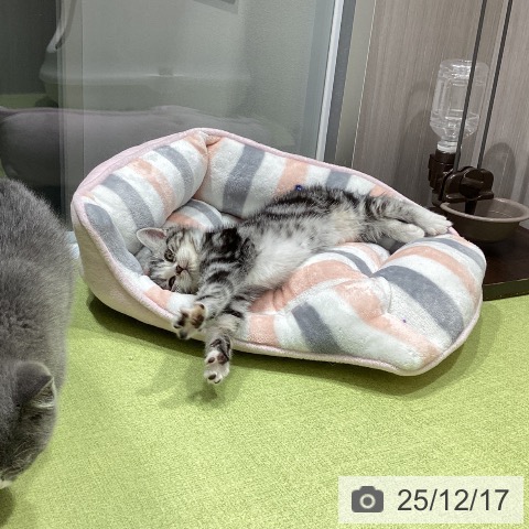 福岡県のスコティッシュフォールド (ペットプラス MARK IS 福岡ももち店/2025年10月15日生まれ/男の子/シルバータビーホワイト)の子猫の3枚目の画像