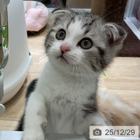 福岡県のスコティッシュフォールド (ペットプラス 香椎浜店/2025年10月15日生まれ/男の子/シルバータビーホワイト)の子猫の4枚目の画像