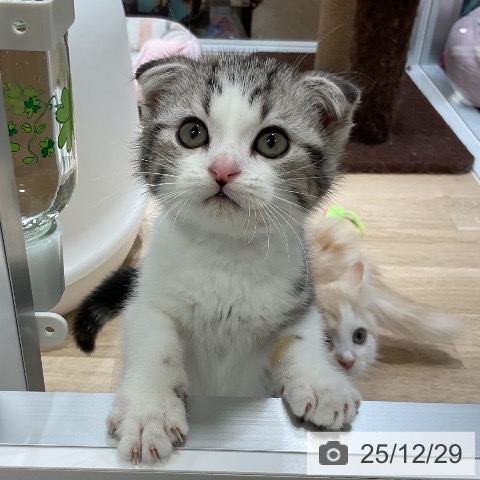 福岡県のスコティッシュフォールド (ペットプラス 香椎浜店/2025年10月15日生まれ/男の子/シルバータビーホワイト)の子猫の3枚目の画像