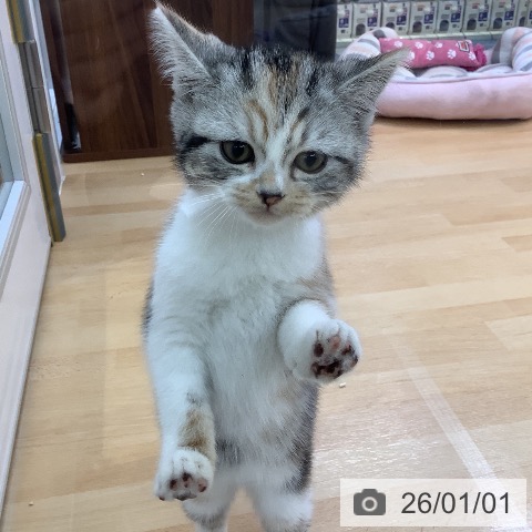 愛知県のスコティッシュフォールド (ペットプラス 三好店/2025年10月15日生まれ/女の子/シルバーパッチドタビーホワイト)の子猫の4枚目の画像