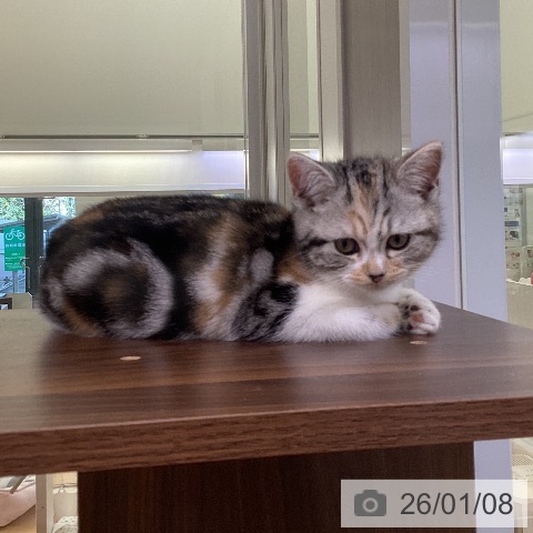 愛知県のスコティッシュフォールド (ペットプラス 三好店/2025年10月15日生まれ/女の子/シルバーパッチドタビーホワイト)の子猫の3枚目の画像