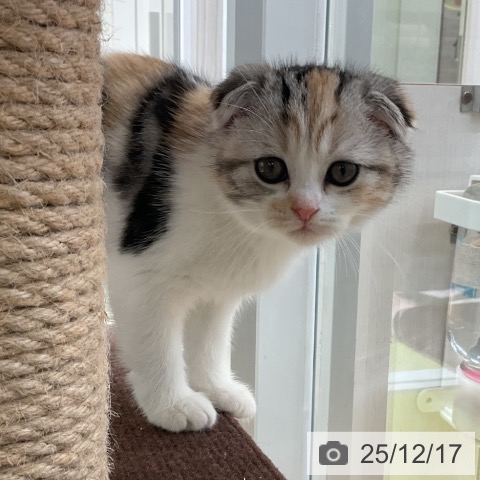 スコティッシュフォールドの写真