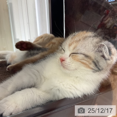 スコティッシュフォールドの写真