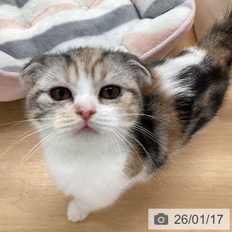 福岡県のスコティッシュフォールド (ペットプラス 黒崎店/2025年10月15日生まれ/女の子/シルバーパッチドタビーホワイト)の子猫の4枚目の画像