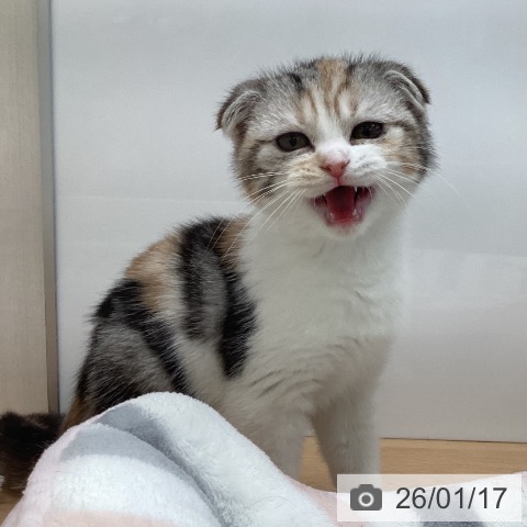 福岡県のスコティッシュフォールド (ペットプラス 黒崎店/2025年10月15日生まれ/女の子/シルバーパッチドタビーホワイト)の子猫の3枚目の画像