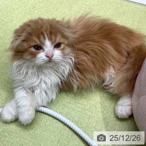 石川県のスコティッシュフォールド (ペットプラス 白山店/2025年10月2日生まれ/男の子/レッドタビーホワイト)の子猫の4枚目の画像