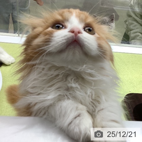 石川県のスコティッシュフォールド (ペットプラス 白山店/2025年10月2日生まれ/男の子/レッドタビーホワイト)の子猫の3枚目の画像