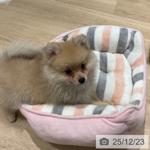 三重県のポメラニアン (ペットプラス 鈴鹿店/2025年10月5日生まれ/女の子/クリームセーブル)の子犬の4枚目の画像