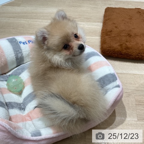三重県のポメラニアン (ペットプラス 鈴鹿店/2025年10月5日生まれ/女の子/クリームセーブル)の子犬の3枚目の画像