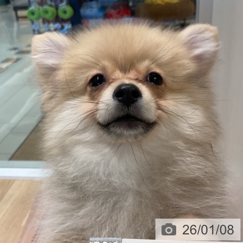 三重県のポメラニアン (ペットプラス 鈴鹿店/2025年10月5日生まれ/女の子/クリームセーブル)の子犬の3枚目の画像