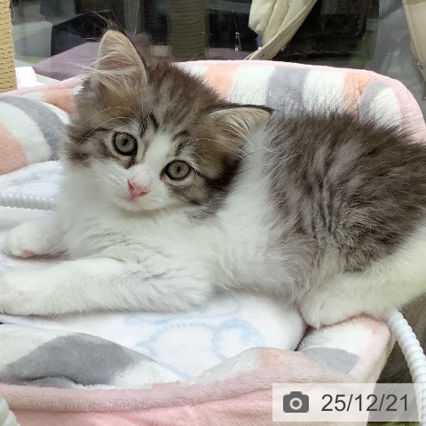 石川県のサイベリアン (ペットプラス 白山店/2025年10月14日生まれ/男の子/ブラウンタビーホワイト)の子猫の4枚目の画像