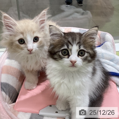 石川県のサイベリアン (ペットプラス 白山店/2025年10月14日生まれ/男の子/ブラウンタビーホワイト)の子猫の4枚目の画像