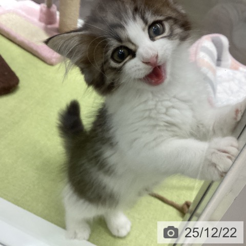 石川県のサイベリアン (ペットプラス 白山店/2025年10月14日生まれ/男の子/ブラウンタビーホワイト)の子猫の3枚目の画像