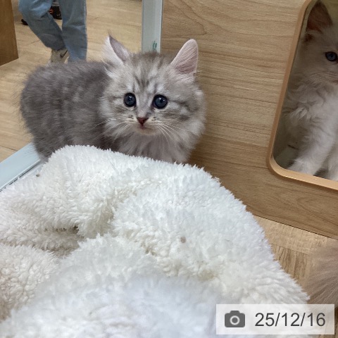 サイベリアンの写真