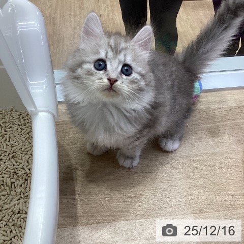 サイベリアンの写真