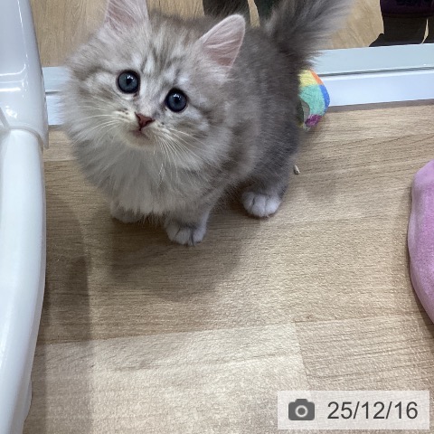 サイベリアンの写真