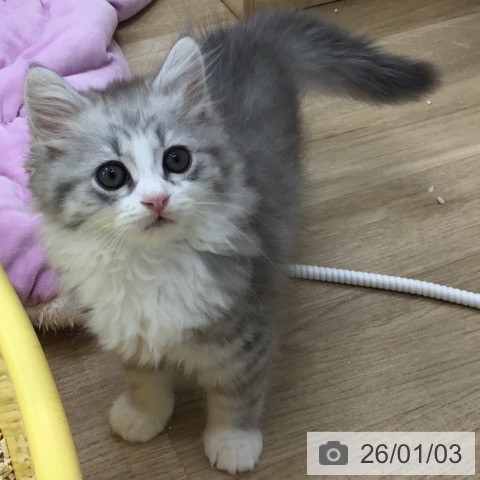 愛知県のサイベリアン (ペットプラス 千音寺店/2025年10月15日生まれ/男の子/シルバータビーホワイト)の子猫の4枚目の画像