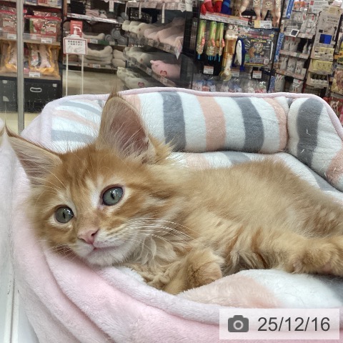 メインクーンの写真