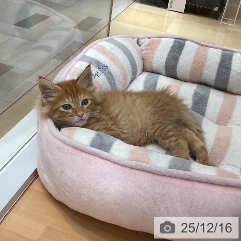 メインクーンの写真