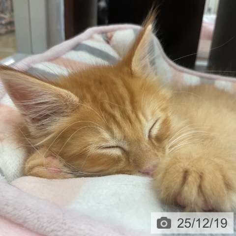 愛知県のメインクーン (ペットプラス 豊田店/2025年10月16日生まれ/男の子/レッドタビー)の子猫の3枚目の画像