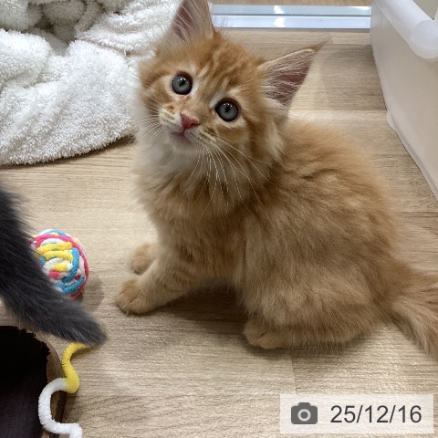 メインクーンの写真