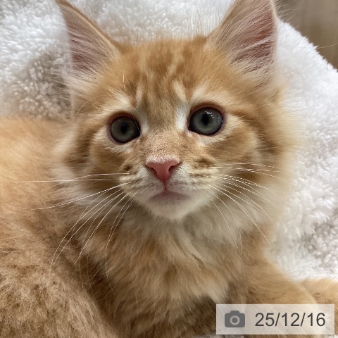 メインクーンの写真