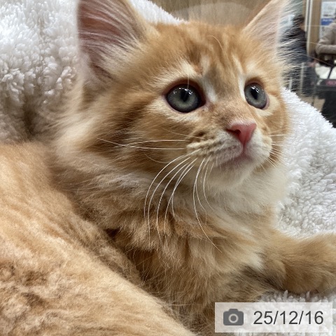 愛知県のメインクーン (ペットプラス ナゴヤドーム前店/2025年10月16日生まれ/男の子/レッドタビー)の子猫の4枚目の画像