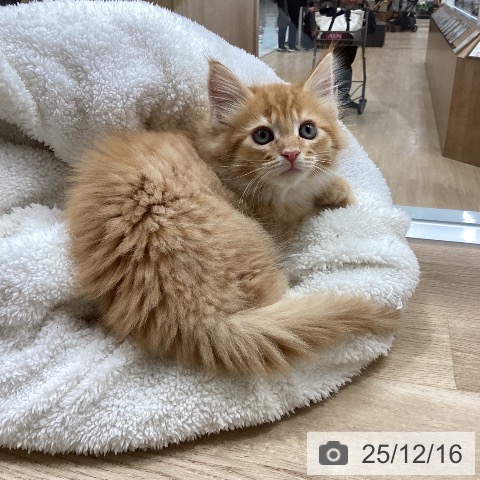 愛知県のメインクーン (ペットプラス ナゴヤドーム前店/2025年10月16日生まれ/男の子/レッドタビー)の子猫の3枚目の画像