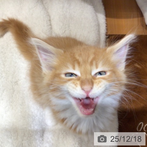 岐阜県のメインクーン (ペットプラス 各務原店/2025年10月16日生まれ/男の子/レッドタビーホワイト)の子猫の4枚目の画像