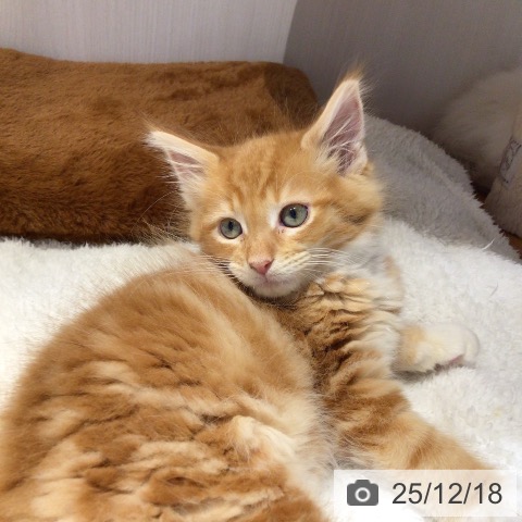 岐阜県のメインクーン (ペットプラス 各務原店/2025年10月16日生まれ/男の子/レッドタビーホワイト)の子猫の3枚目の画像