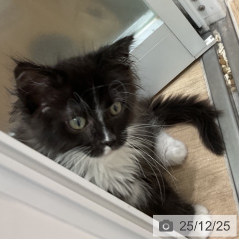 愛知県のメインクーン (ペットプラス 東浦店/2025年10月16日生まれ/女の子/ブラックホワイト)の子猫の4枚目の画像