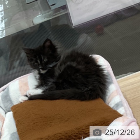 愛知県のメインクーン (ペットプラス 東浦店/2025年10月16日生まれ/女の子/ブラックホワイト)の子猫の3枚目の画像