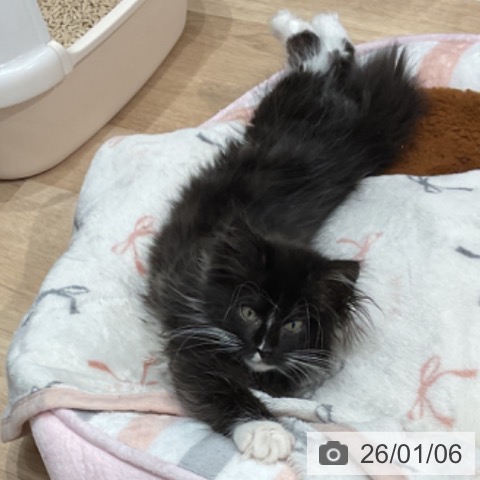 愛知県のメインクーン (ペットプラス 東浦店/2025年10月16日生まれ/女の子/ブラックホワイト)の子猫の3枚目の画像