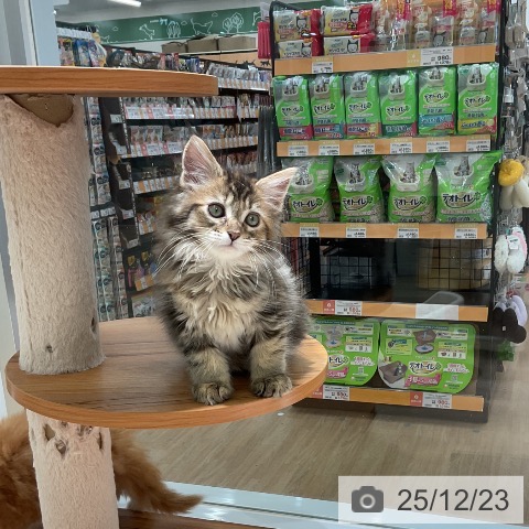 三重県のメインクーン (ペットプラス 鈴鹿店/2025年10月16日生まれ/女の子/ブラウンパッチドタビー)の子猫の4枚目の画像