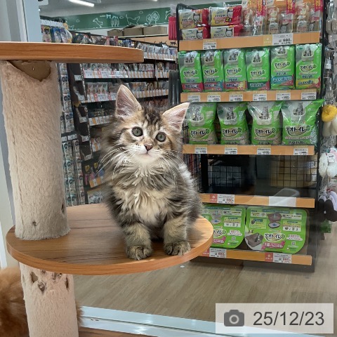 三重県のメインクーン (ペットプラス 鈴鹿店/2025年10月16日生まれ/女の子/ブラウンパッチドタビー)の子猫の3枚目の画像