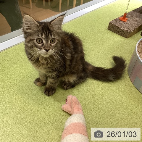 沖縄県のメインクーン (ペットプラス 沖縄ライカム店/2025年10月16日生まれ/女の子/ブラウンパッチドタビー)の子猫の4枚目の画像