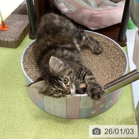 沖縄県のメインクーン (ペットプラス 沖縄ライカム店/2025年10月16日生まれ/女の子/ブラウンパッチドタビー)の子猫の3枚目の画像