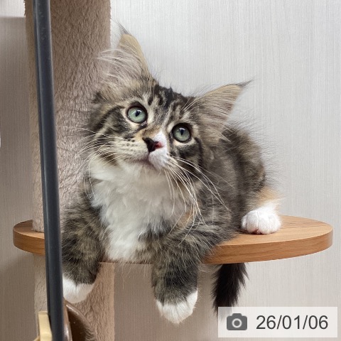 福岡県のメインクーン (ペットプラス 小倉南店/2025年10月16日生まれ/女の子/ブラウンパッチドタビーホワイト)の子猫の4枚目の画像