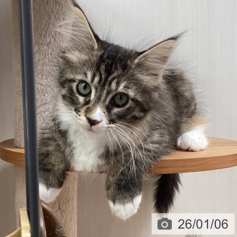 熊本県のメインクーン (ペットプラス 熊本店/2025年10月16日生まれ/女の子/ブラウンパッチドタビーホワイト)の子猫の3枚目の画像