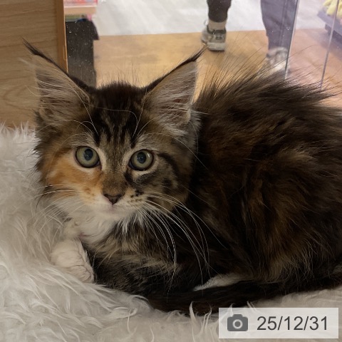 福岡県のメインクーン (ペットプラス 福岡店/2025年10月16日生まれ/女の子/ブラウンパッチドタビーホワイト)の子猫の4枚目の画像